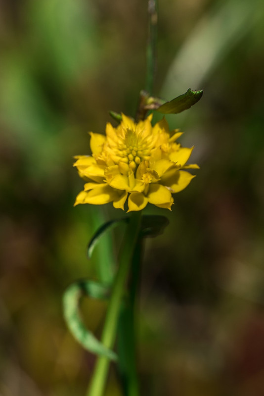 Orange Milkwort, yellow form