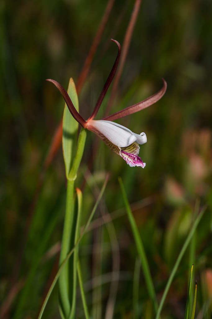 Coastal Plain Pogonia orchid