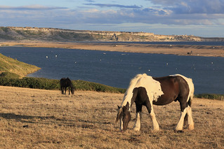 England / Dorset - Chesil Beach