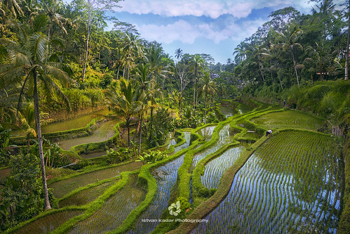 Tegallalang Rice Terraces in Bali by fesign, The Tegallalang Rice Terraces in Ubud are famous for their beautiful scenes of rice paddies and thei