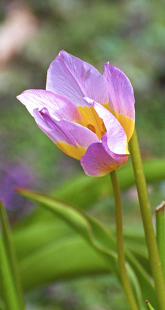 Social Isolation 418, Lilac Tulip