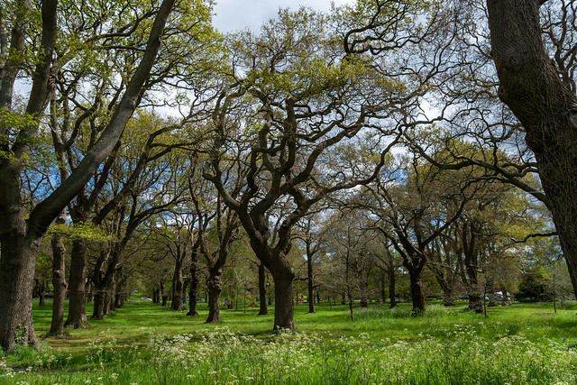 Mildmay Oak Trees 2
