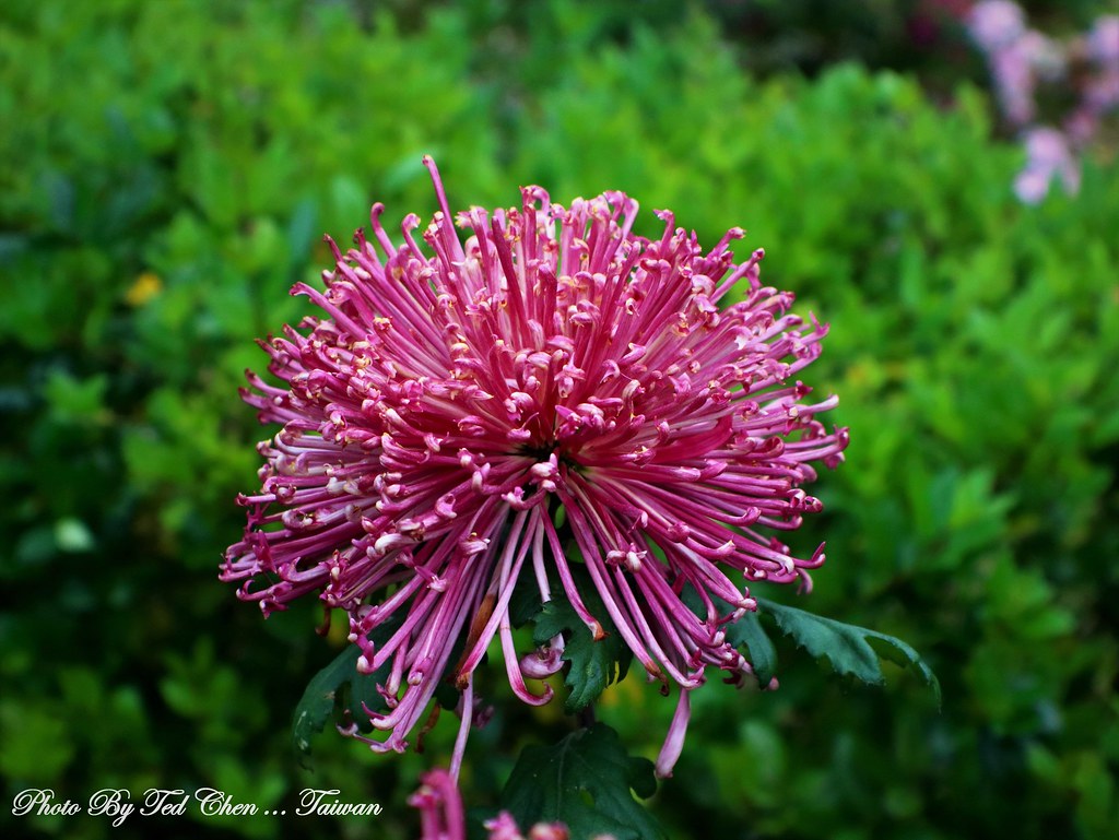 Chrysanthemum cv 麵線菊