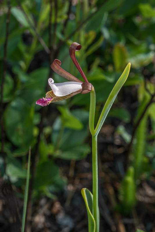 Coastal Plain Pogonia orchid