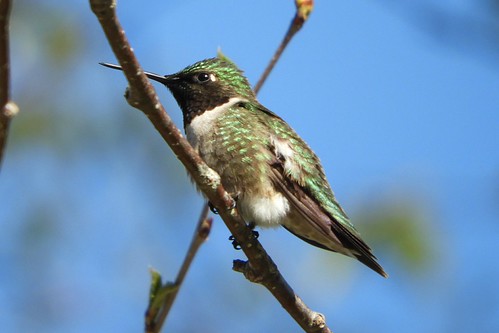 Ruby-throated Hummingbird | by smkeereweer