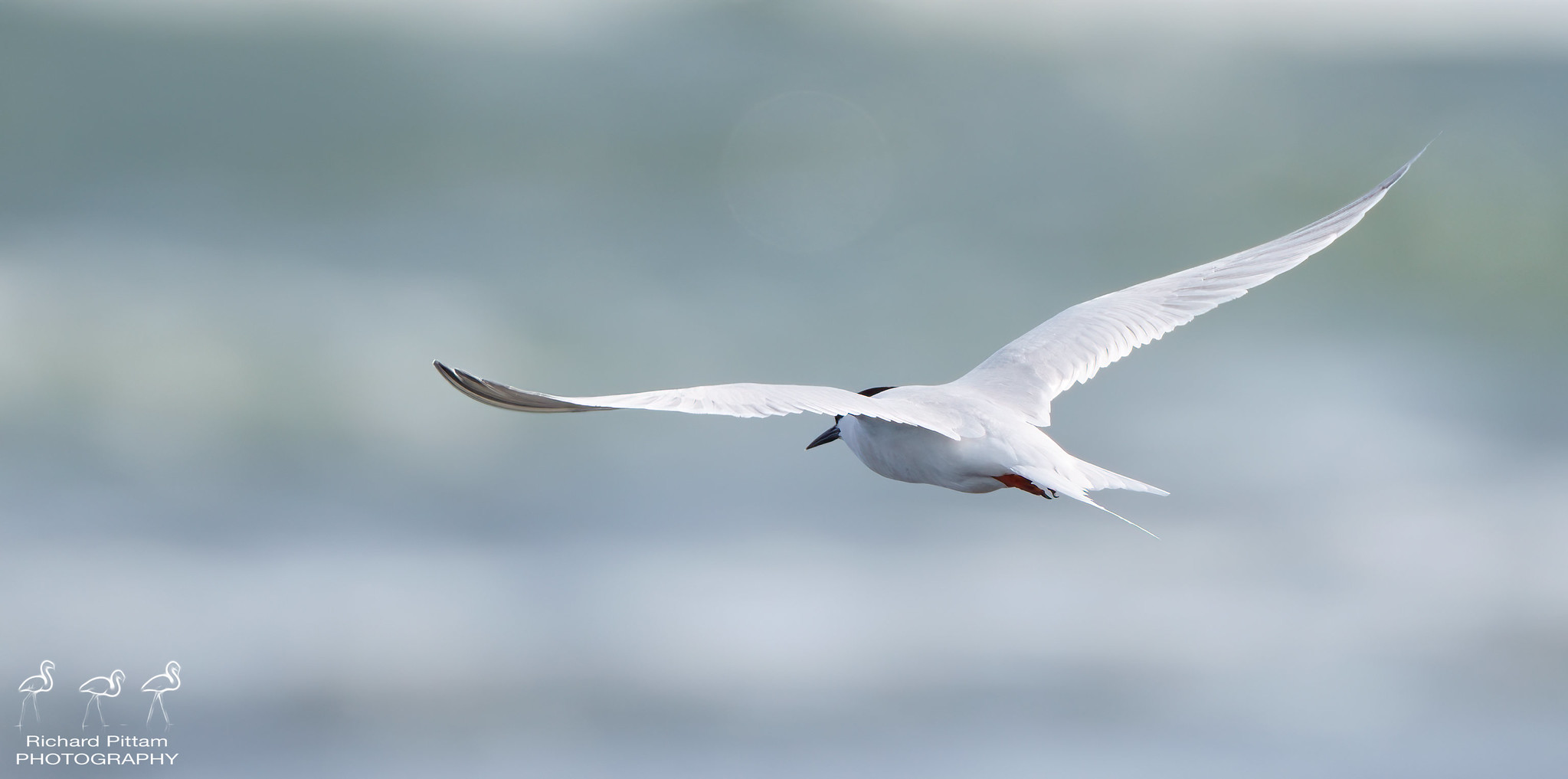 Roseate Tern - sadly missing one tail-streamer