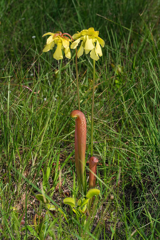 Hooded Pitcher Plant in flower with Venus' Fly-trap at its base