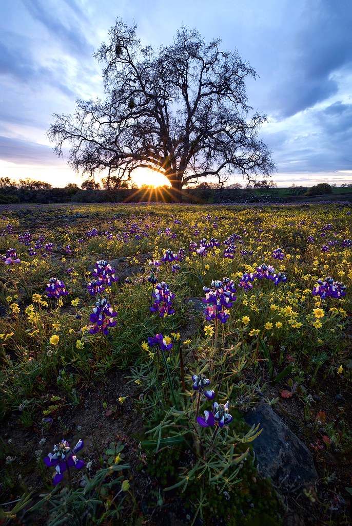 California Spring | John Fox | Flickr