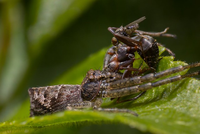 Astkrabbenspinne Tmarus Piger Thomisidae Araneae Spider Spinne