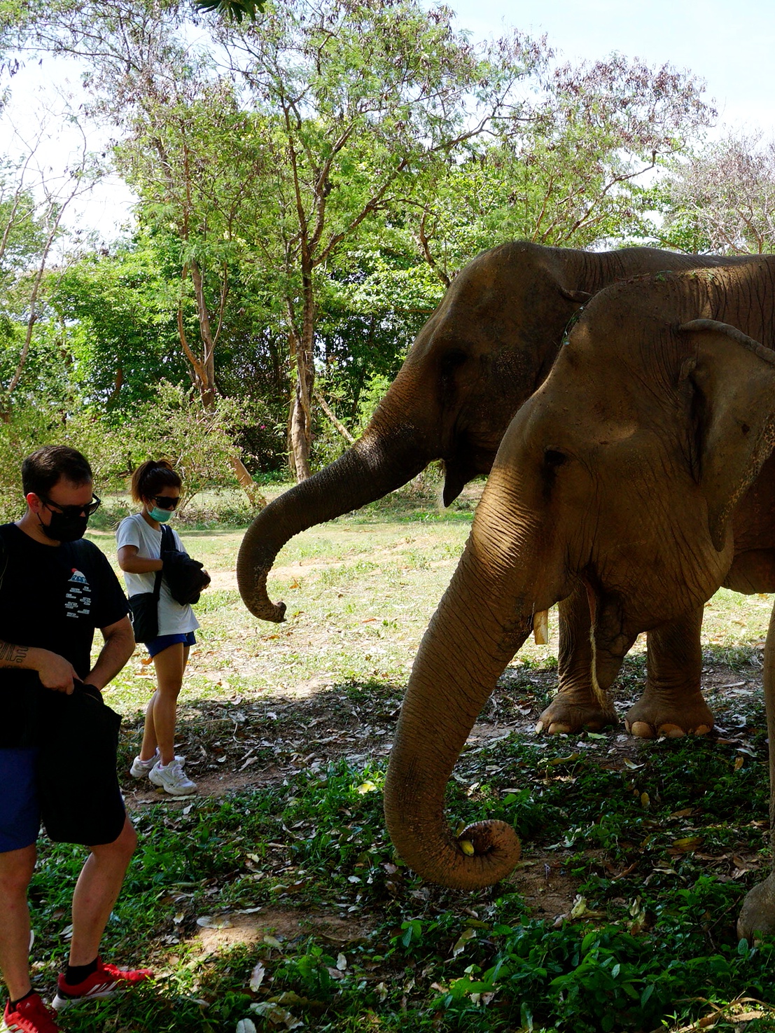 Koh Samui Elephant Sanctuary