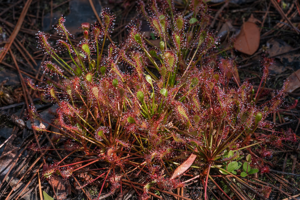 Spoon-leaf Sundew