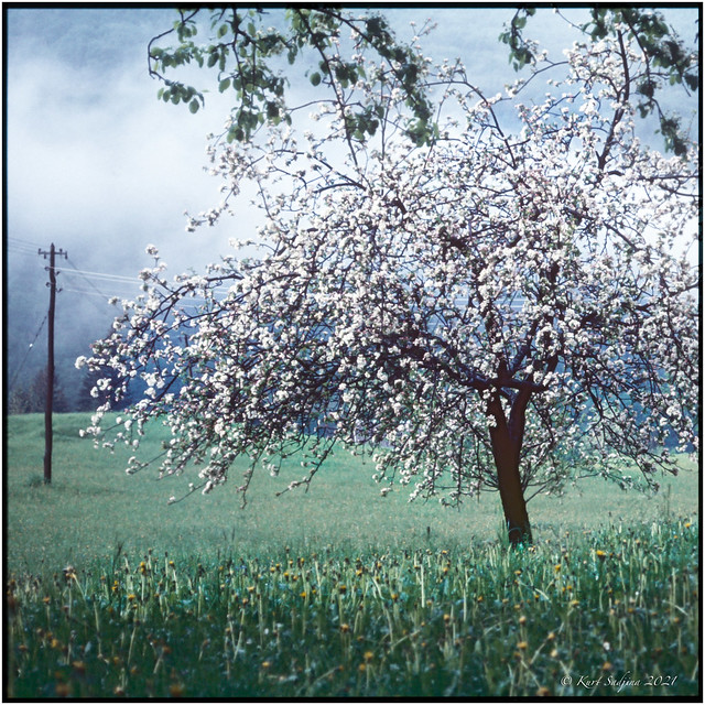 Apple tree blossom_1983_OM2