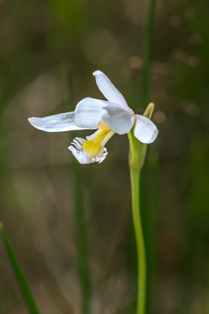 White form of Rose Pogonia orchid