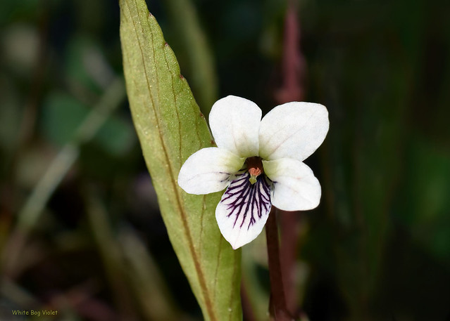 White Bog Violet - Viola lanceolata  -   Violaceae: Violet family