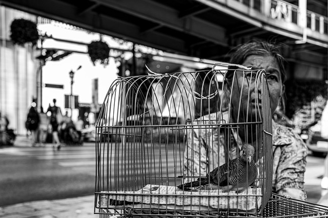 A locked Pigeon (Bangkok, Thailand. Gustavo Thomas © 2021)