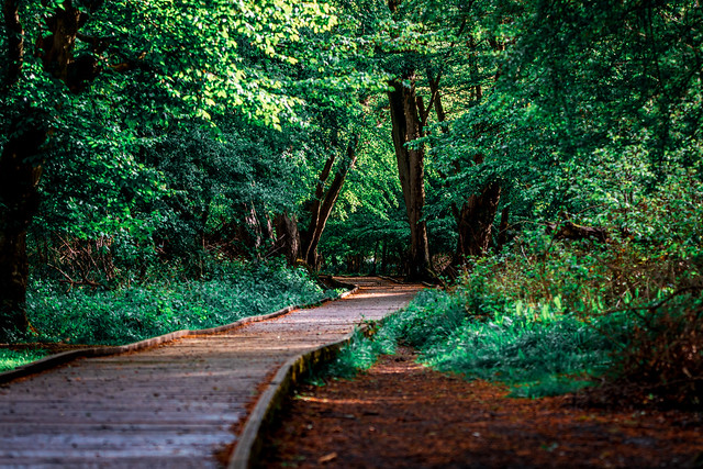 The path from dreams to success does exist.....May you have the vision to find it, the courage to get onto it, and the perseverance to follow it! - (Explored 21/05/2021)