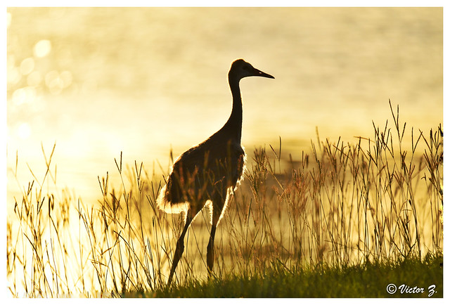 Baby Crane, Lake Mary Florida --725