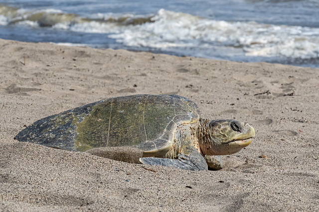 Sea Turtle finish laying eggs and returns to the sea
