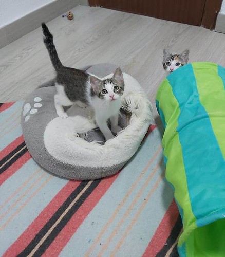 Manolito, gatito blanquipardo muy dulce y guapo esterilizado, nacido en Marzo´21, en adopción. Valencia. ADOPTADO. 51190622144_4256864336