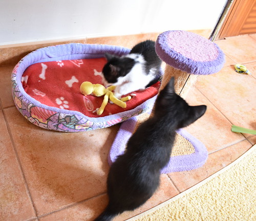 Vinicius, gatito negro y humo guapetón nacido en Marzo´21, en adopción. ADOPTADO. 51190663999_3a8439d1af