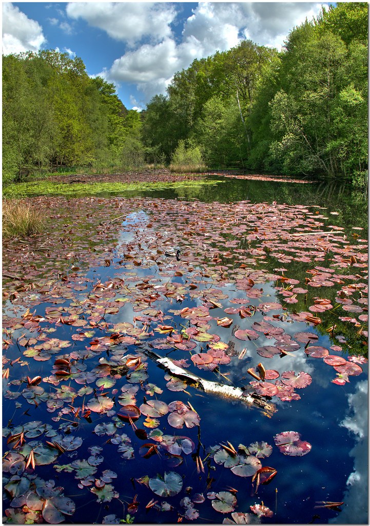 Upper Pond, Burnham Beeches