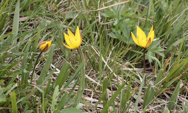 TULIPA PUMILA