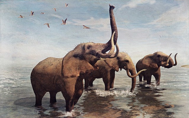 elephants @ sunvana