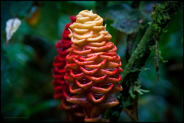 Honeycomb ginger flower