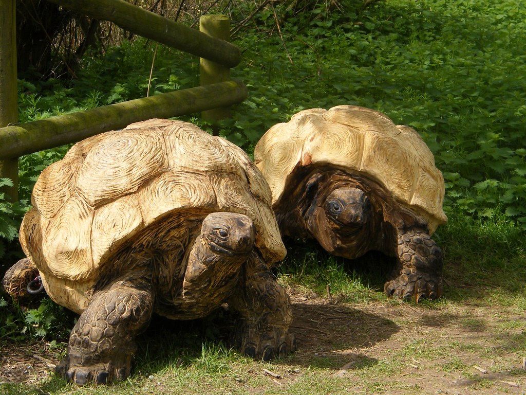 Wooden Tortoises