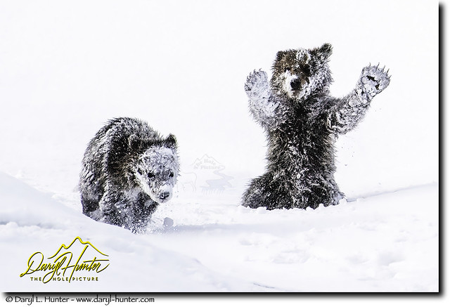 snowy-grizzly-cubs-felecia+50