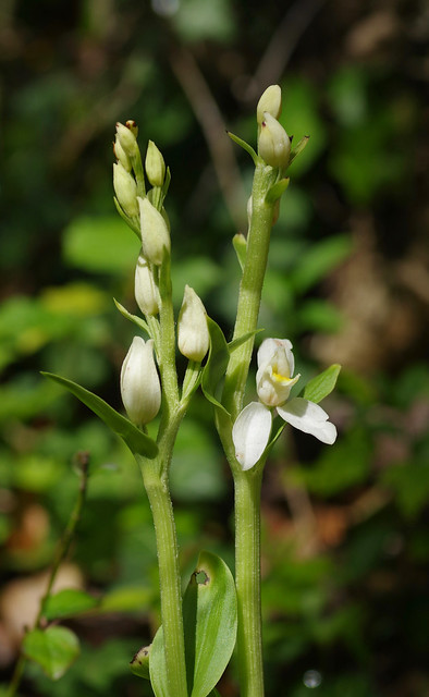 Kent's White Helleborines - Cephalanthera damasonium