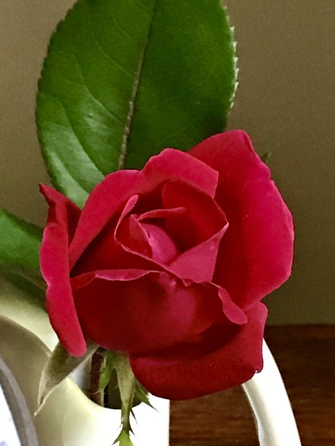 Perfection Of A Rose