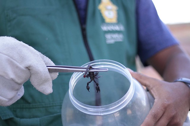 20.05.21 - CCZ investiga ocorrência de escorpiões em uma área da Nova Cidade