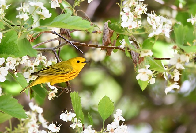 Paruline  jaune / Yellow Warbler
