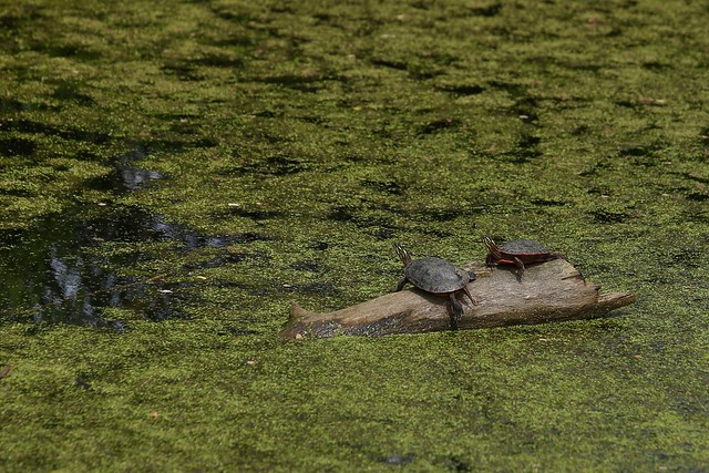 Painted turtles in Crawfish River Park.