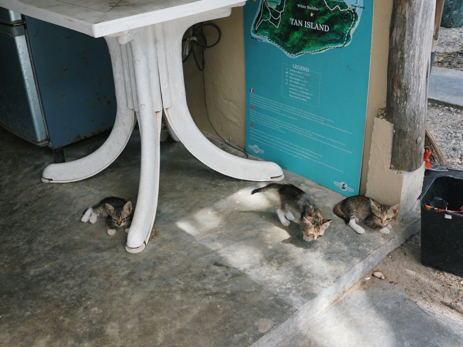 kittens Koh Samui