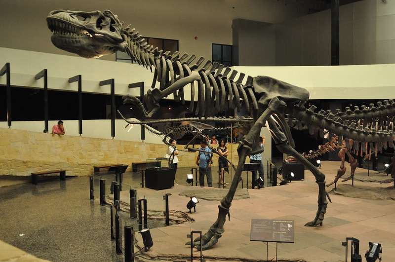 Dinosaur Museum 14