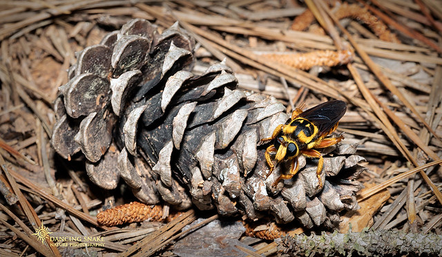 (EXPLORED) Saffron Robberfly (Laphria saffrana) ©Dancing Snake Nature Photography