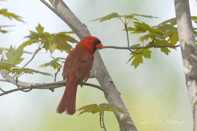 Northern Cardinal / Cardinal Rouge (M)