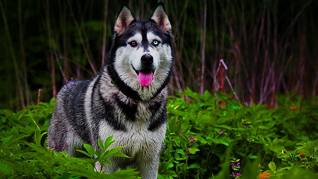 Husky Siberien, Des faits que vous ne connaissiez pas sur ce chien, vous allez choquer.