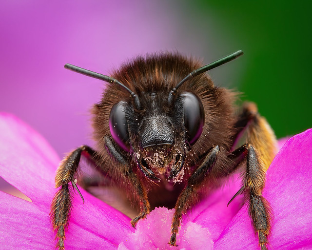 Hairy Footed Flower Bee (Anthophora sp.)