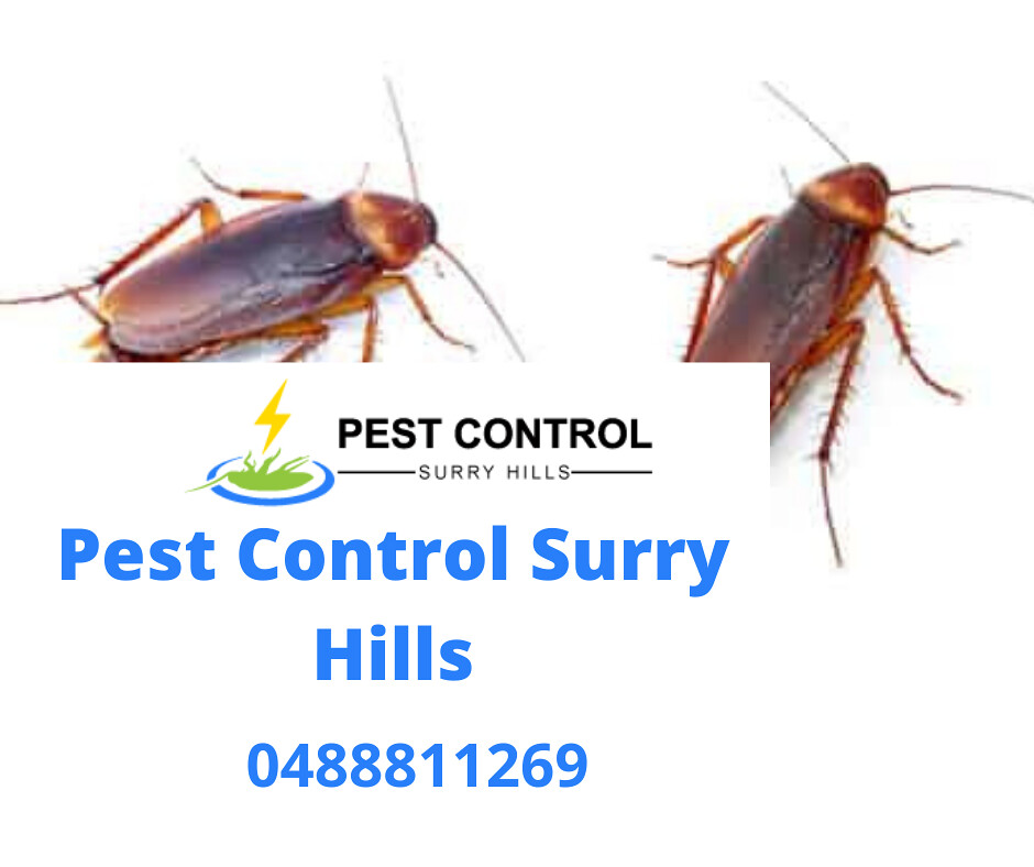 Pest Control Surry Hills | At Pest Control Surry Hills our p… | Flickr