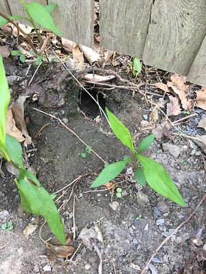 lower part of fence over ground with some plants and dead leaves with a hole a few inches in diameter leading into the ground