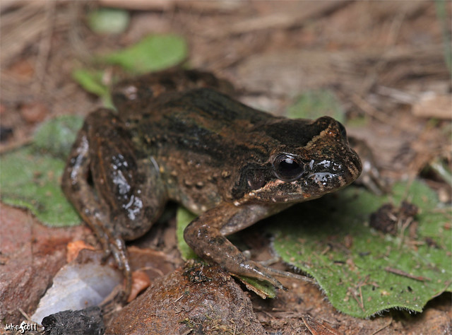 Pointedbelly Frog (Leptodactylus podicipinus)