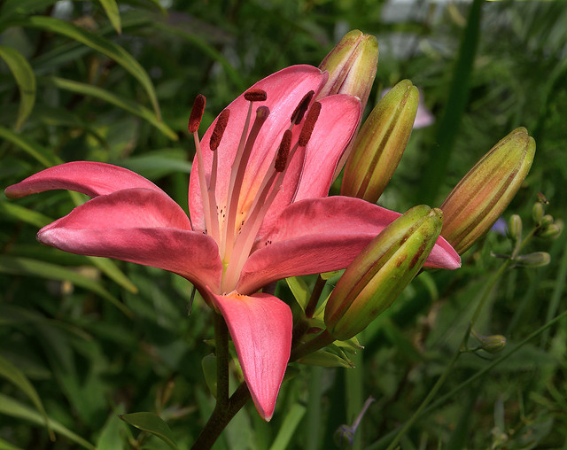 Deep Pink Asiatic Lily