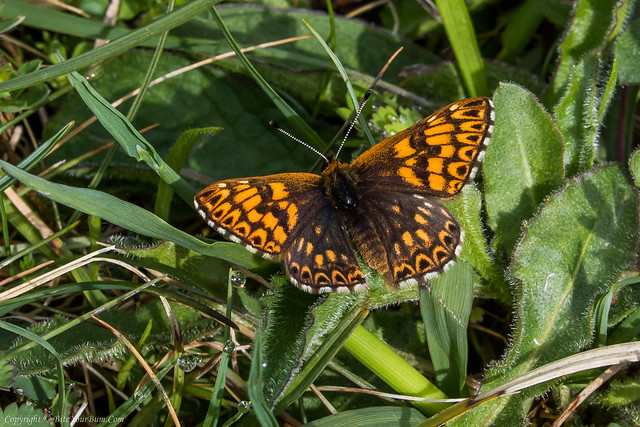 Duke of Burgundy Butterfly (Hamearis lucina)