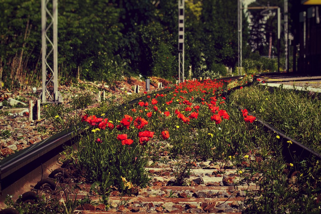 POPPIES BETWEEN THE TRAIN TRACKS
