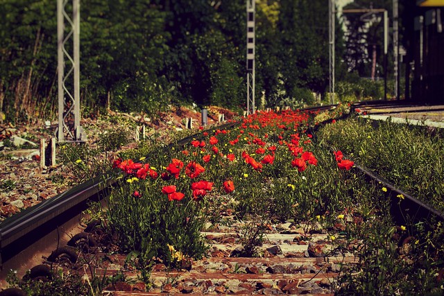 POPPIES BETWEEN THE TRAIN TRACKS