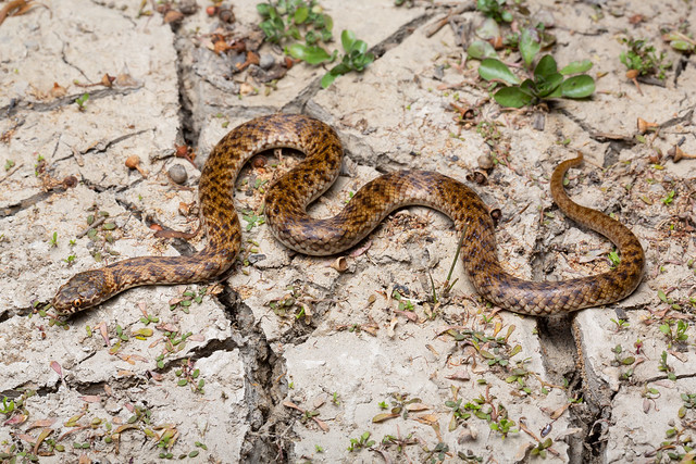 De Vis' Banded Snake - Denisonia devisi