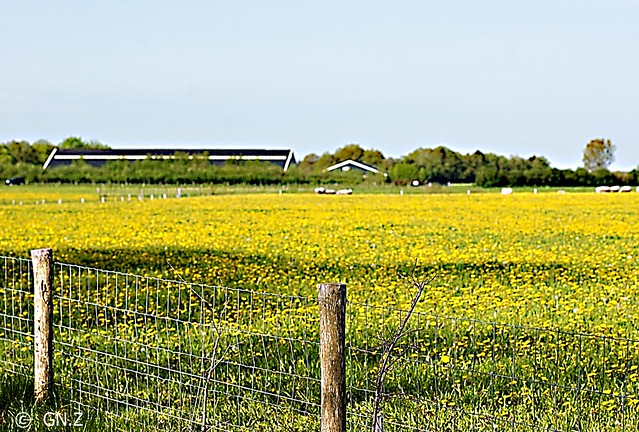 A large field of yellow flowers